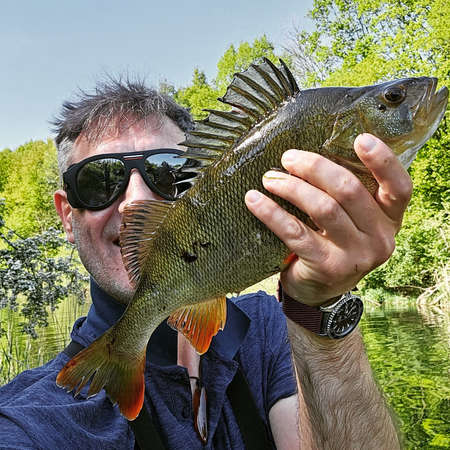 PERCHBOX™ OKOŃ (4 - 6 cm)