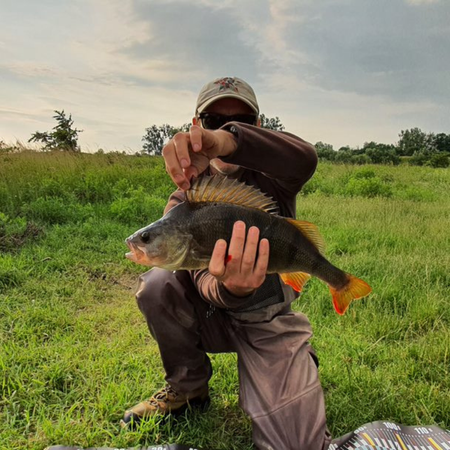 PERCHBOX™ OKOŃ (4 - 6 cm)