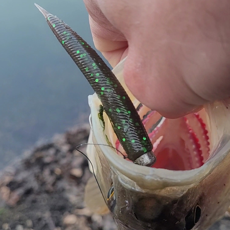 PERCHBOX™ OKOŃ / SANDACZ (7–9 cm)