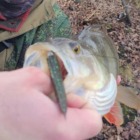 PERCHBOX™ OKOŃ / SANDACZ (7–9 cm)